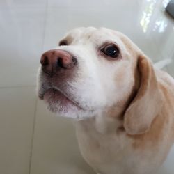 Close-up portrait of dog