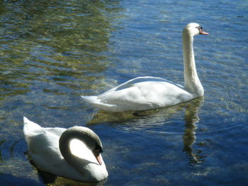 Swan swimming in water