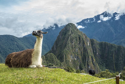 Side view of llama sitting on field against mountains