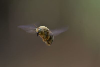 Close-up of bee flying