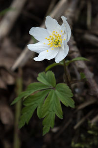 Close-up of white flowers