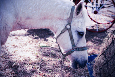 View of horse on field