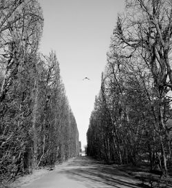 Road along trees