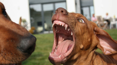 Close-up of dog yawning