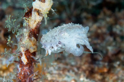 Close-up of fish swimming in sea