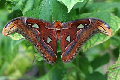 Close-up of insect on plant