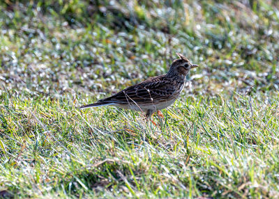 Close-up of bird on field