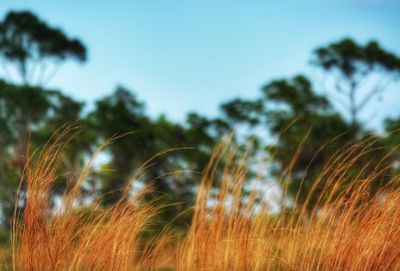 Close-up of wheat growing on field against sky