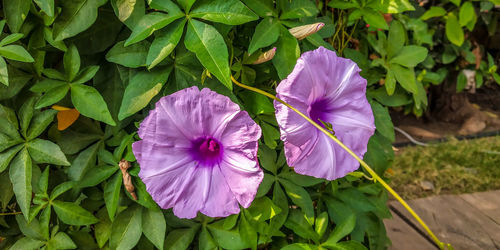 Close-up of purple flowering plants