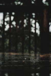 Surface level of wet trees in forest