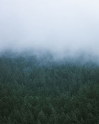 Scenic view of forest during foggy weather