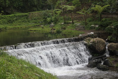 Scenic view of waterfall in forest