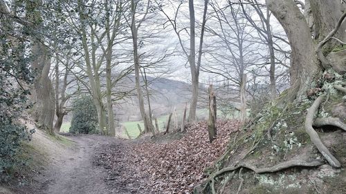 View of bare trees in forest