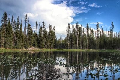 Reflection of trees in lake against sky