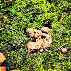 High angle view of lizard on grass