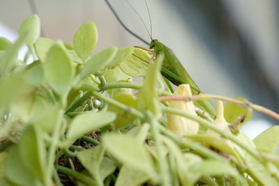 Close-up of butterfly on plant