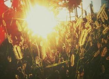 Close-up of fresh plants at sunset