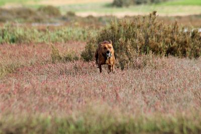 Dog on field