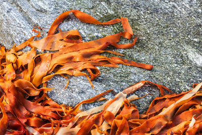 High angle view of crab on shore