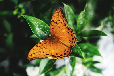 Butterfly on leaf