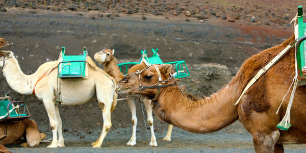 Timanfaya national park, lanzarote