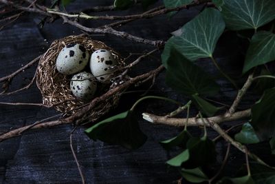 High angle view of eggs quail in nest
