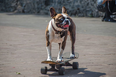 Dog standing on skateboard