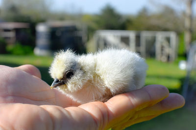 Cropped hand holding white fluffy baby chicken 