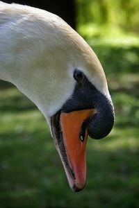 Close-up of mute swan