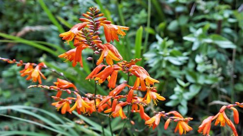 Close-up of orange flowering plant