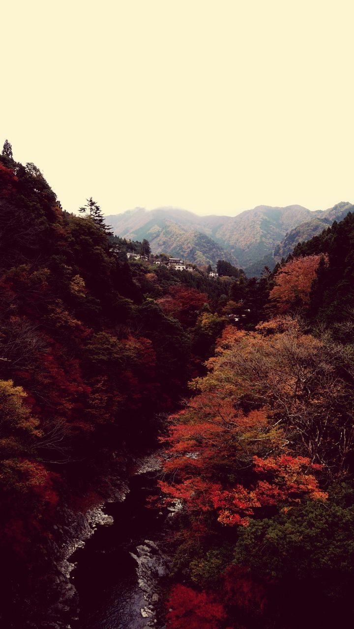 mountain, clear sky, tranquil scene, tranquility, scenics, beauty in nature, tree, landscape, mountain range, nature, copy space, non-urban scene, idyllic, remote, outdoors, growth, hill, physical geography, no people, sky