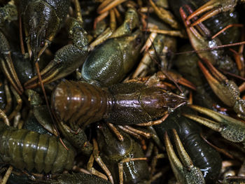 Detail shot of crawfish