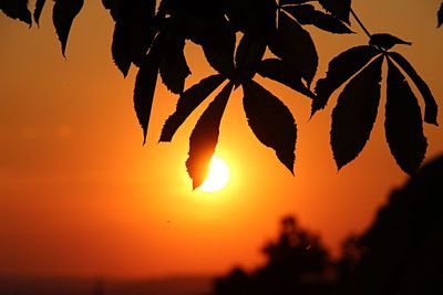 Sun shining through trees