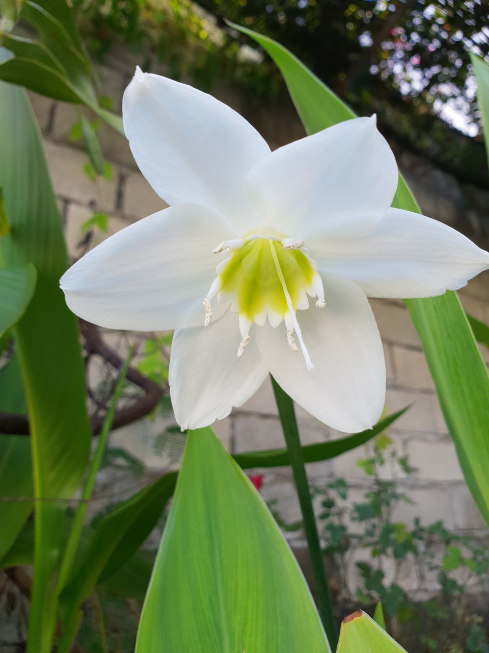 CLOSE-UP OF WHITE ROSE FLOWER