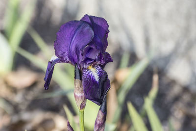 Close-up of purple iris flower