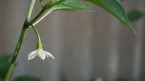 Close-up of white flower