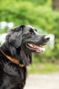 Close-up of a dog looking away