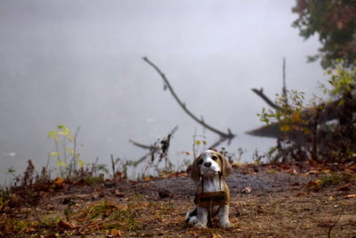 Dog by tree against sky