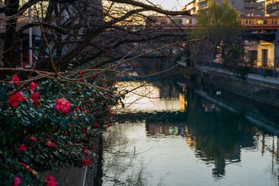 Flowers on tree by water