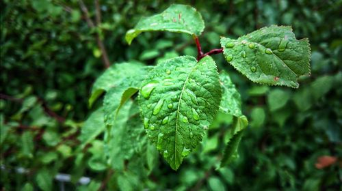 Close-up of green leaf on plant