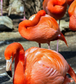 Close-up of duck