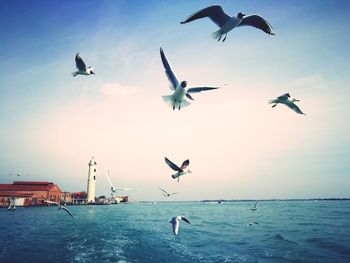Seagulls flying over sea against sky