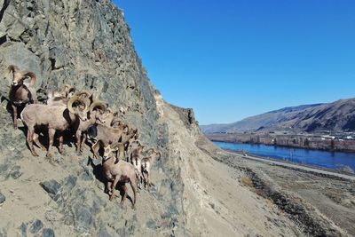 Wild rams on cliffs above river.