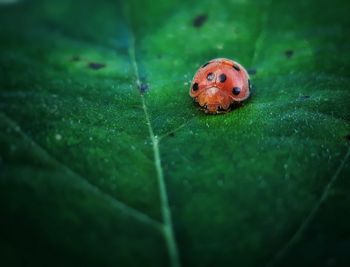 Close-up of ladybug on leaf