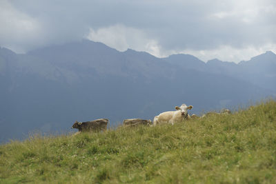 Cows in a field