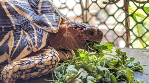 Close-up of turtle