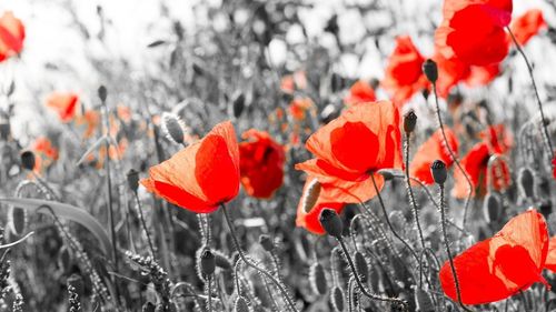 Close-up of red poppy flowers blooming in winter