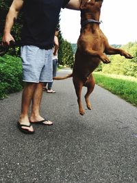 Low section of man and woman with dog walking on road