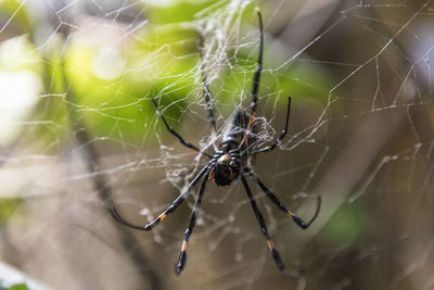 Close-up of spider on web