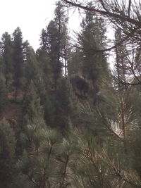 Trees growing in forest